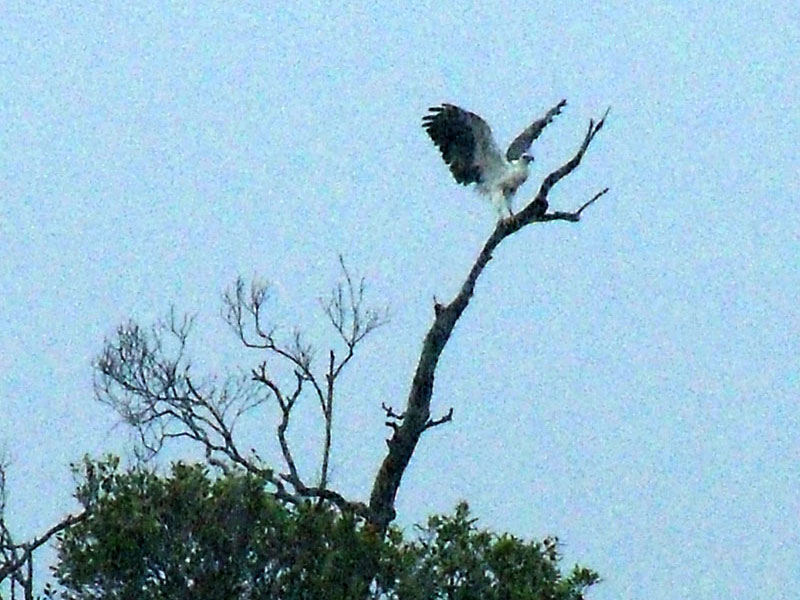 Ein Seeadler nimmt eine Dusche